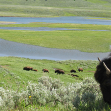 Load image into Gallery viewer, Yellowstone ‘Courage In Action’ 🌼 ♨️ 🥾 Hiking, Wildlife & Hot Springs Retreat