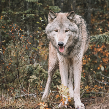 Load image into Gallery viewer, Yellowstone Spring Retreat - 2026 Wolf Wisdom - Montana Women's Adventure
