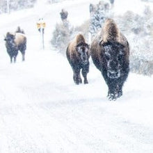 Load image into Gallery viewer, Yellowstone Snowshoe Winter Retreat - 2026 Bison Mixer - Montana Women's Adventure